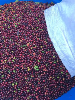 Unroasted - Brazil Natural Anaerobic
