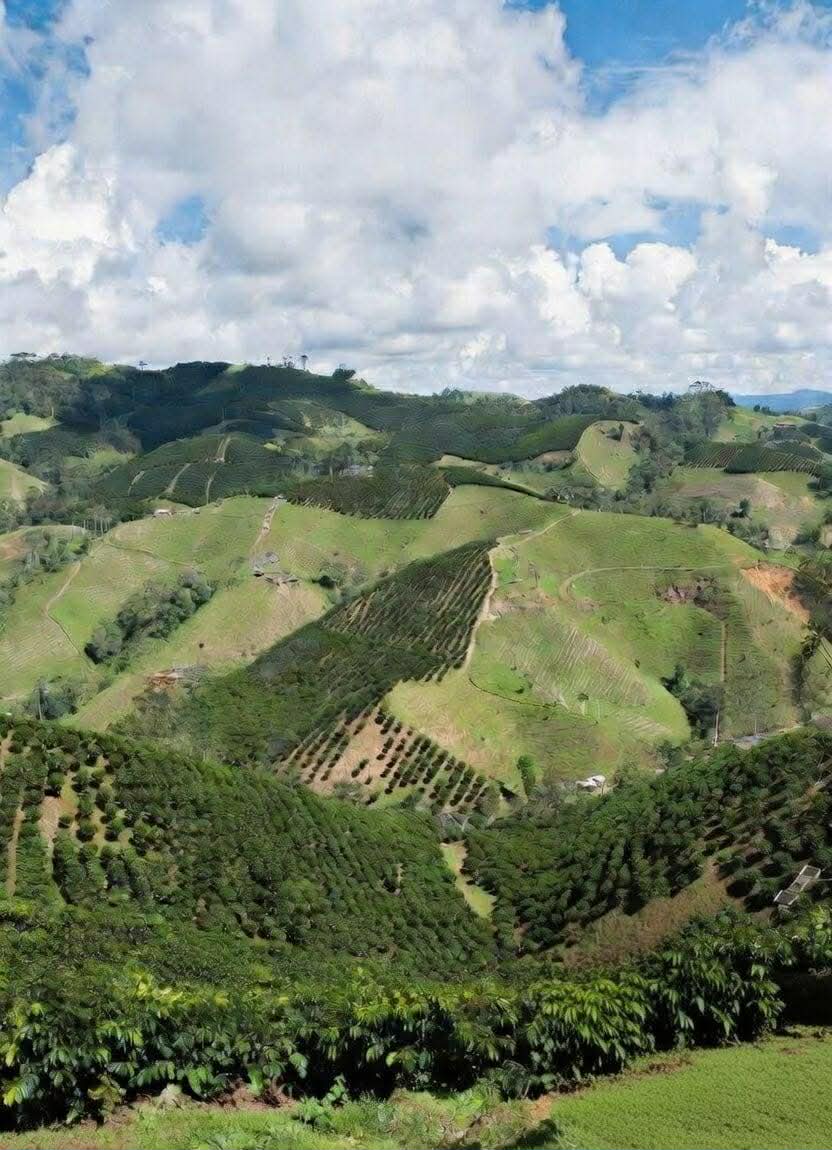 Unroasted - Costa Rica Red Honey