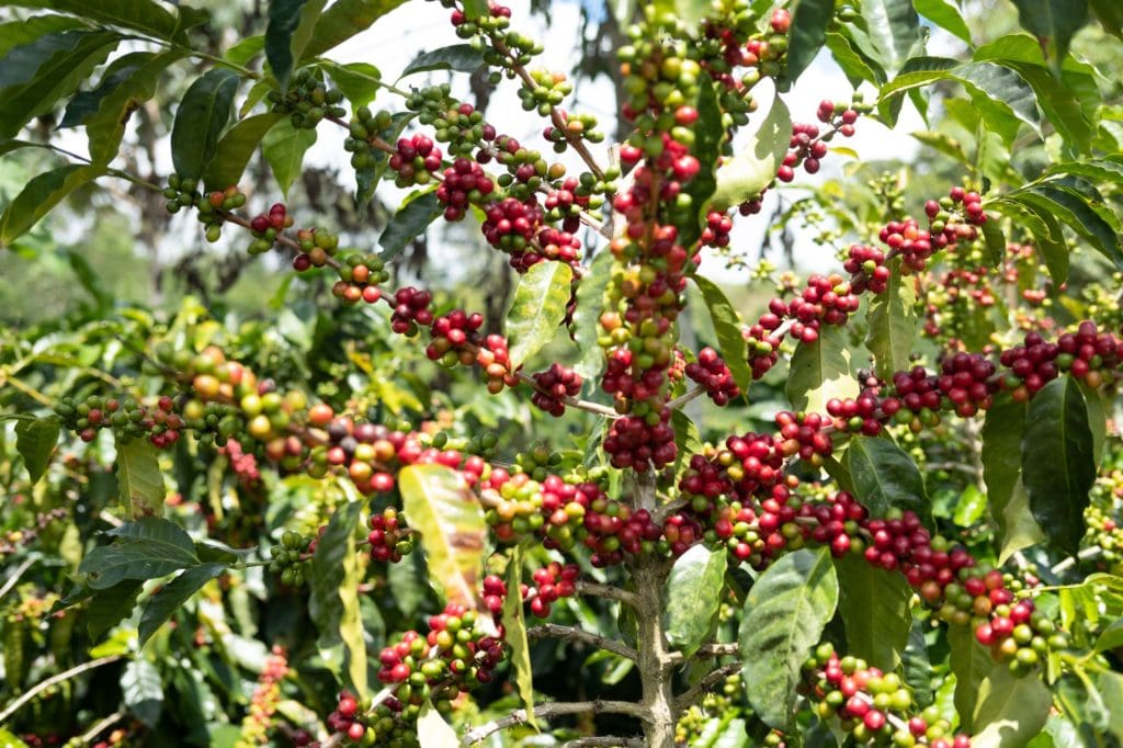 Unroasted - Costa Rica Aquiares Washed (Coffee of the Week)