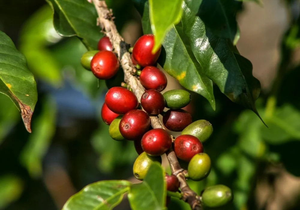 Roasted - Kenya AB