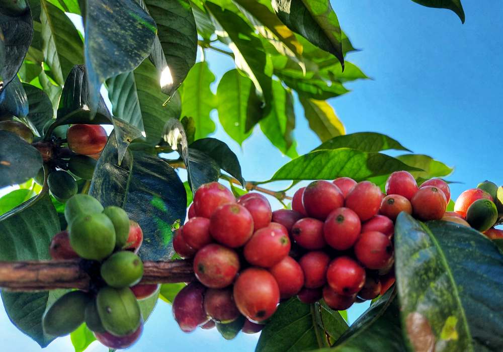 Roasted - Guatemala Atitlan SHB EP Honey