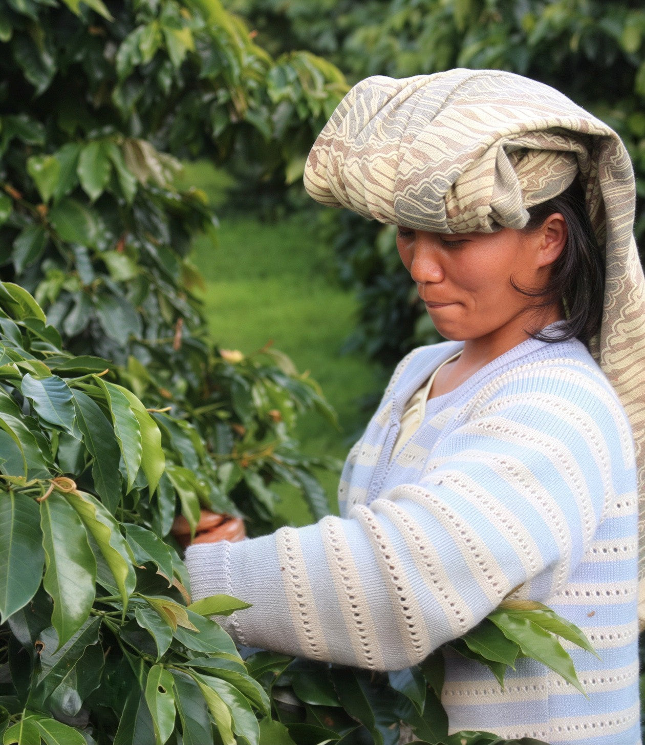 Unroasted - Java PTP Estate Blawan (Coffee of the Week)