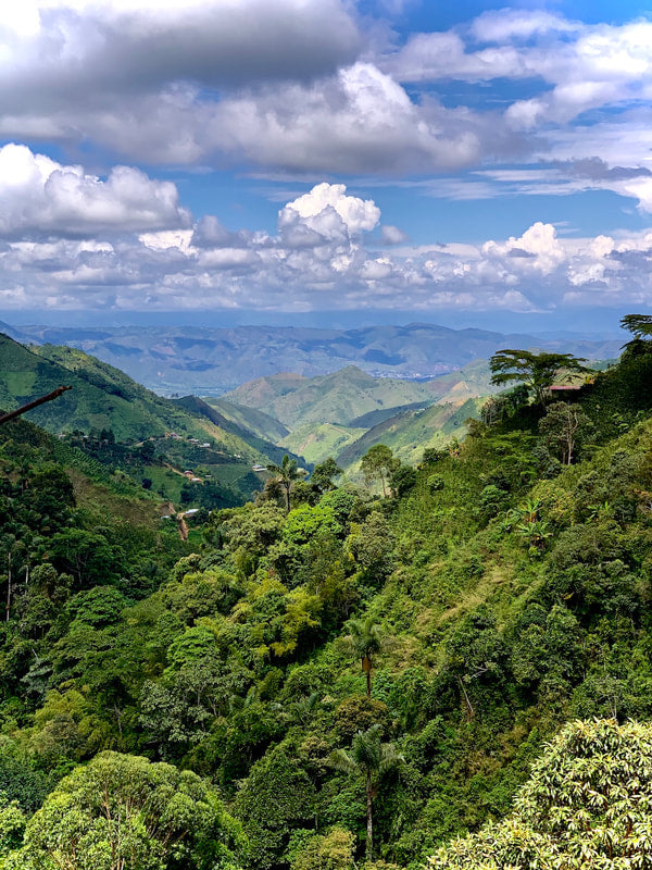 Unroasted - Colombian Supremo SC 17/18 (Coffee of the Week)