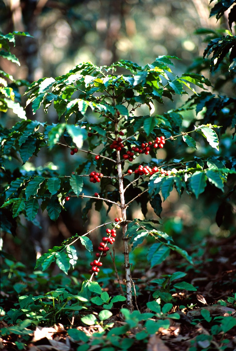 Unroasted - Ethiopian Limu GR 2