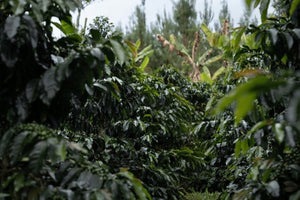 Unroasted - Peru Fairtrade Organic HB MCM (Coffee of the Week)