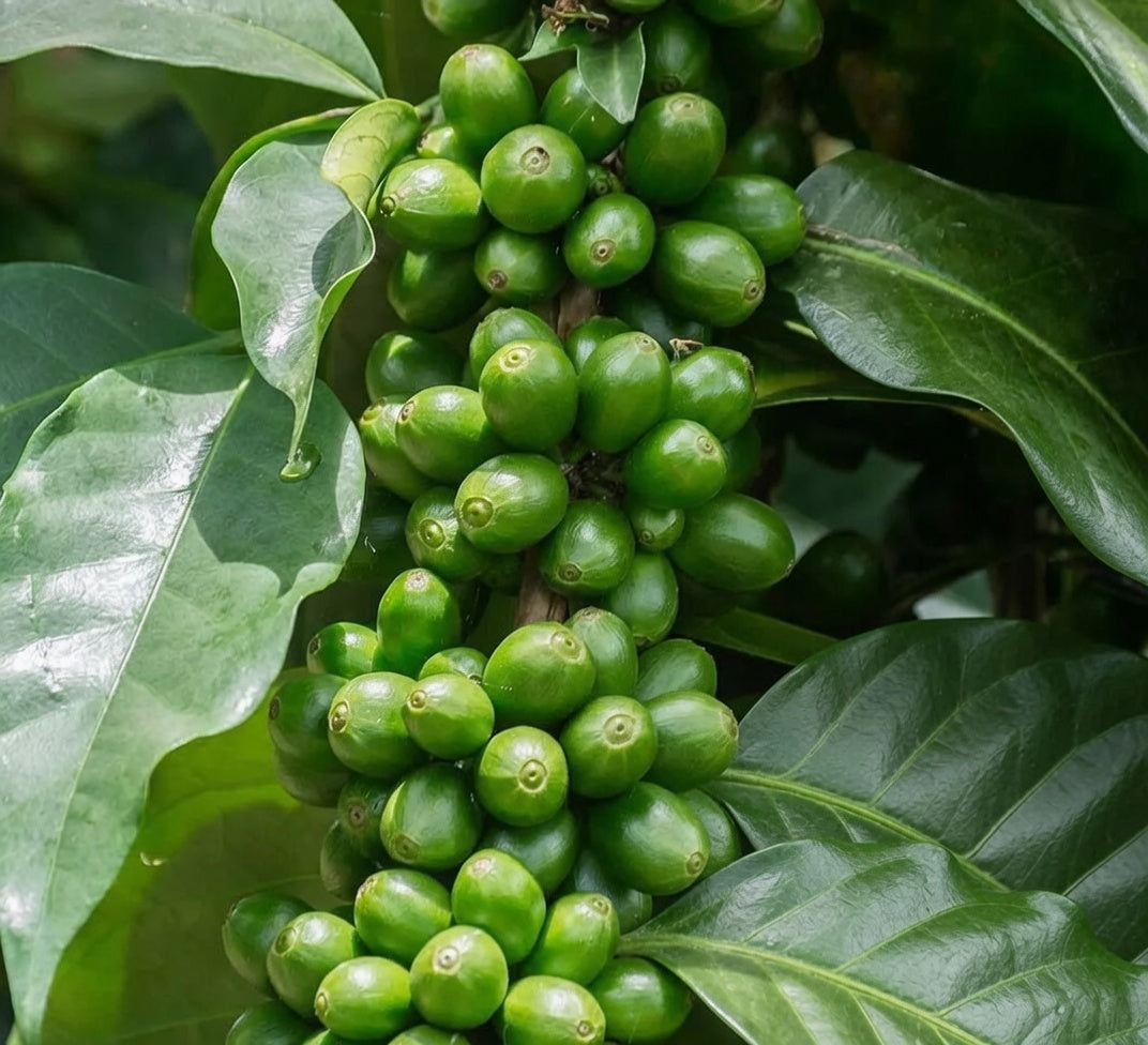 Unroasted - Mexican Pantelhó Chiapas (Coffee of the Week)