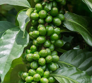 Roasted - Mexican HG EP Pantelhó Chiapas