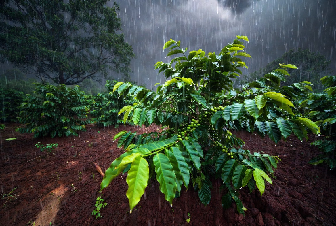 Roasted - Indian Monsoon Malabar AA (Coffee of the Week)