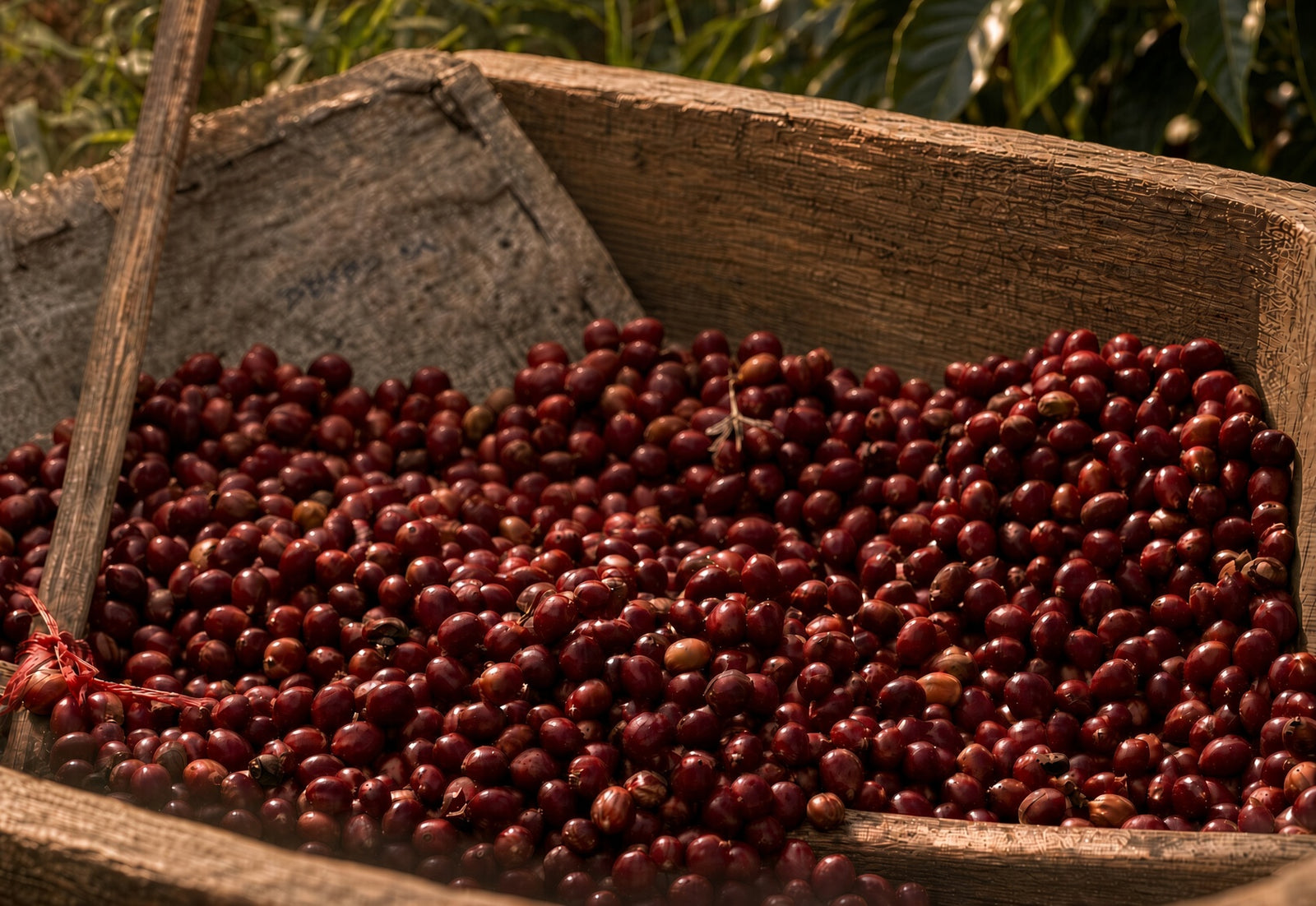 Unroasted - Kenya AB