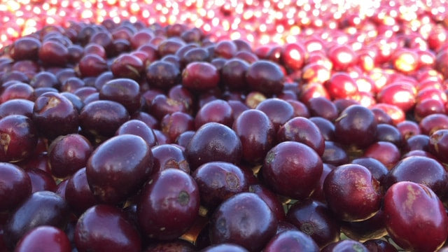 Unroasted - Nicaragua SHG EP (Coffee of the Week)