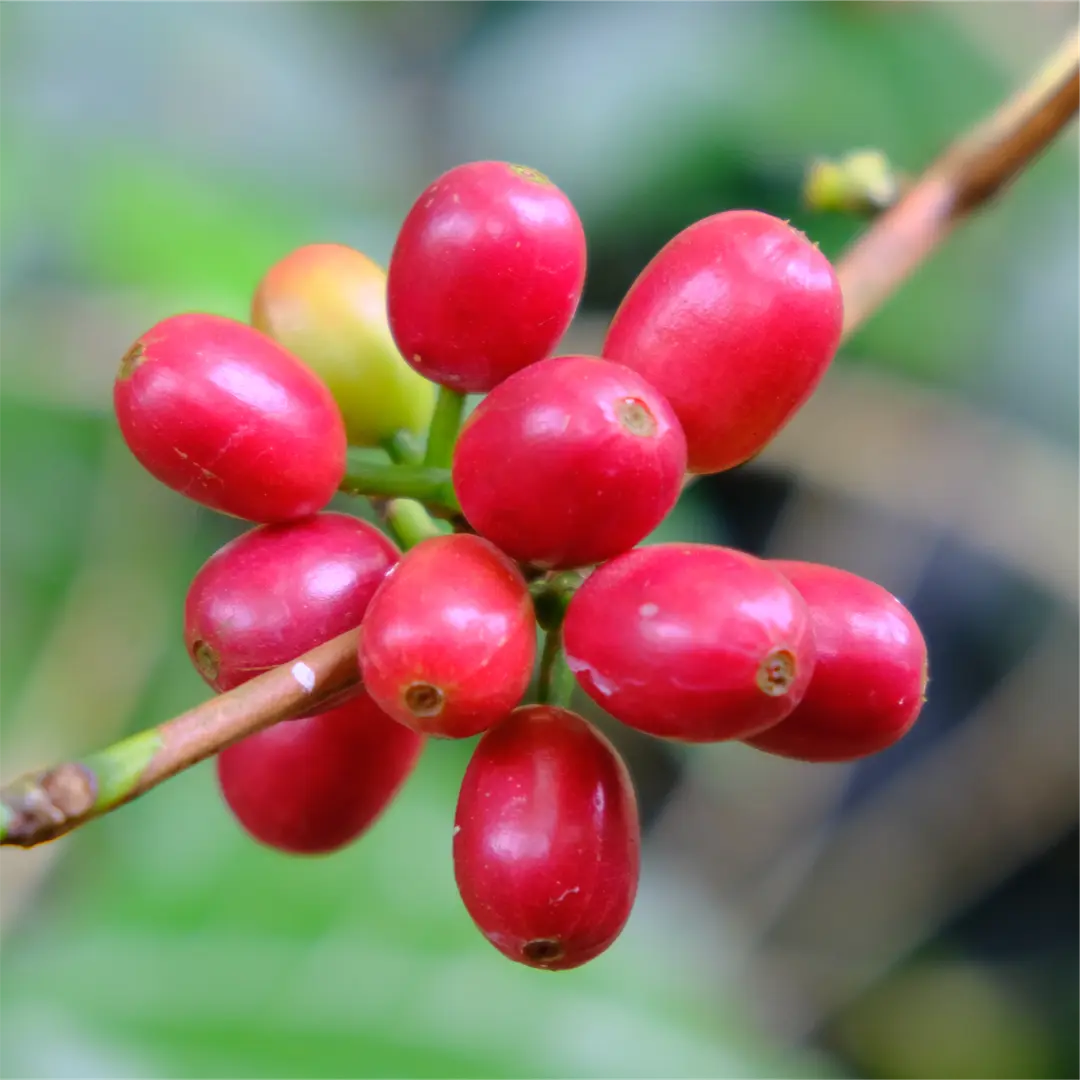 Roasted - Colombian Finca el Paraiso “Red Plum” (Coffee of the Week)