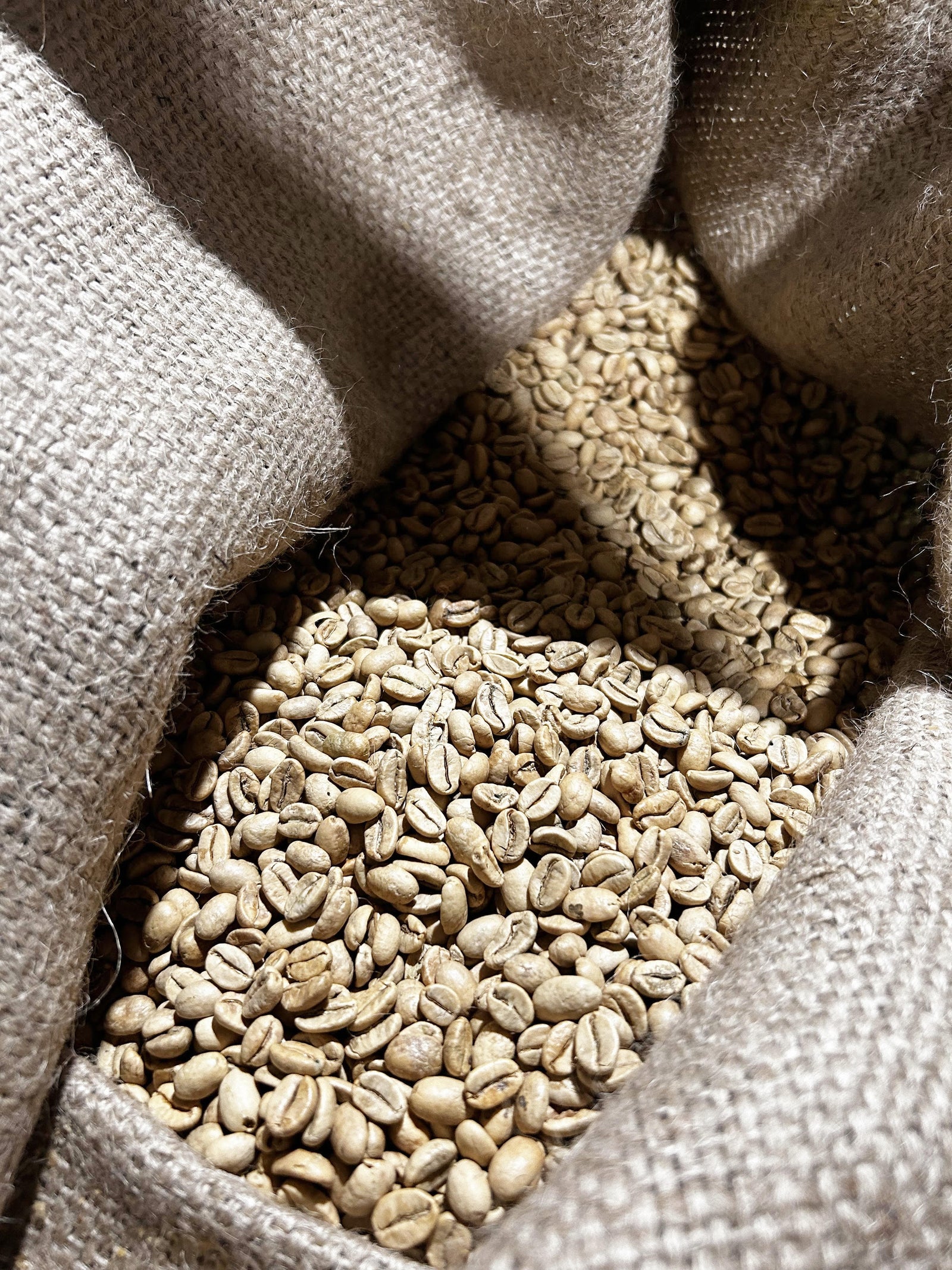 Unroasted - Indian Monsoon Malabar AA (Coffee of the week)
