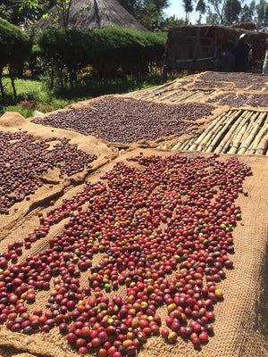 Unroasted - Ethiopian Yirgacheffe GR2 (Coffee of the Week)
