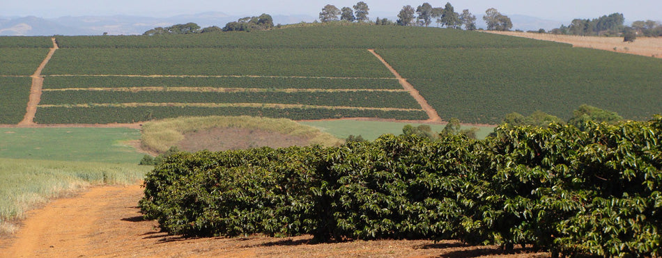Roasted - Brazil Planalto