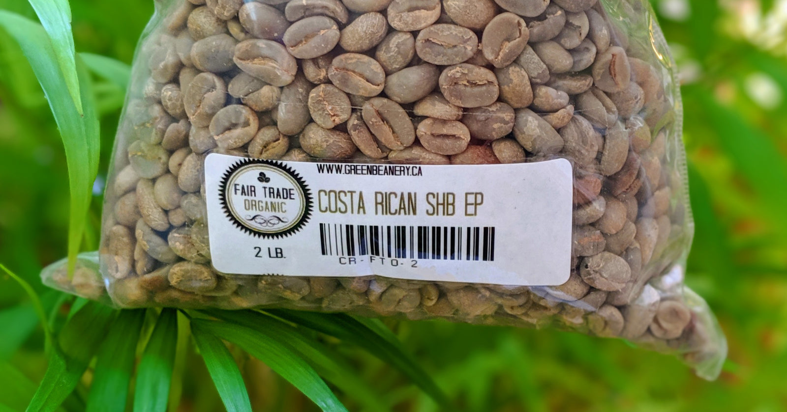 Unroasted - Costa Rican Red Honey (Coffee of the Week)
