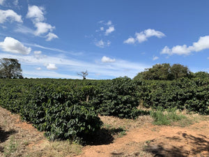 Unroasted - Brazil Natural William Franco