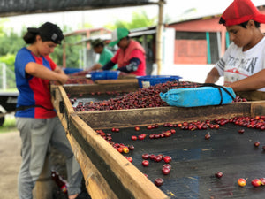 Unroasted - Colombia Don Jairo Geisha Natural