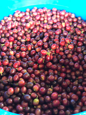 Unroasted - Colombia Don Jairo Geisha Natural