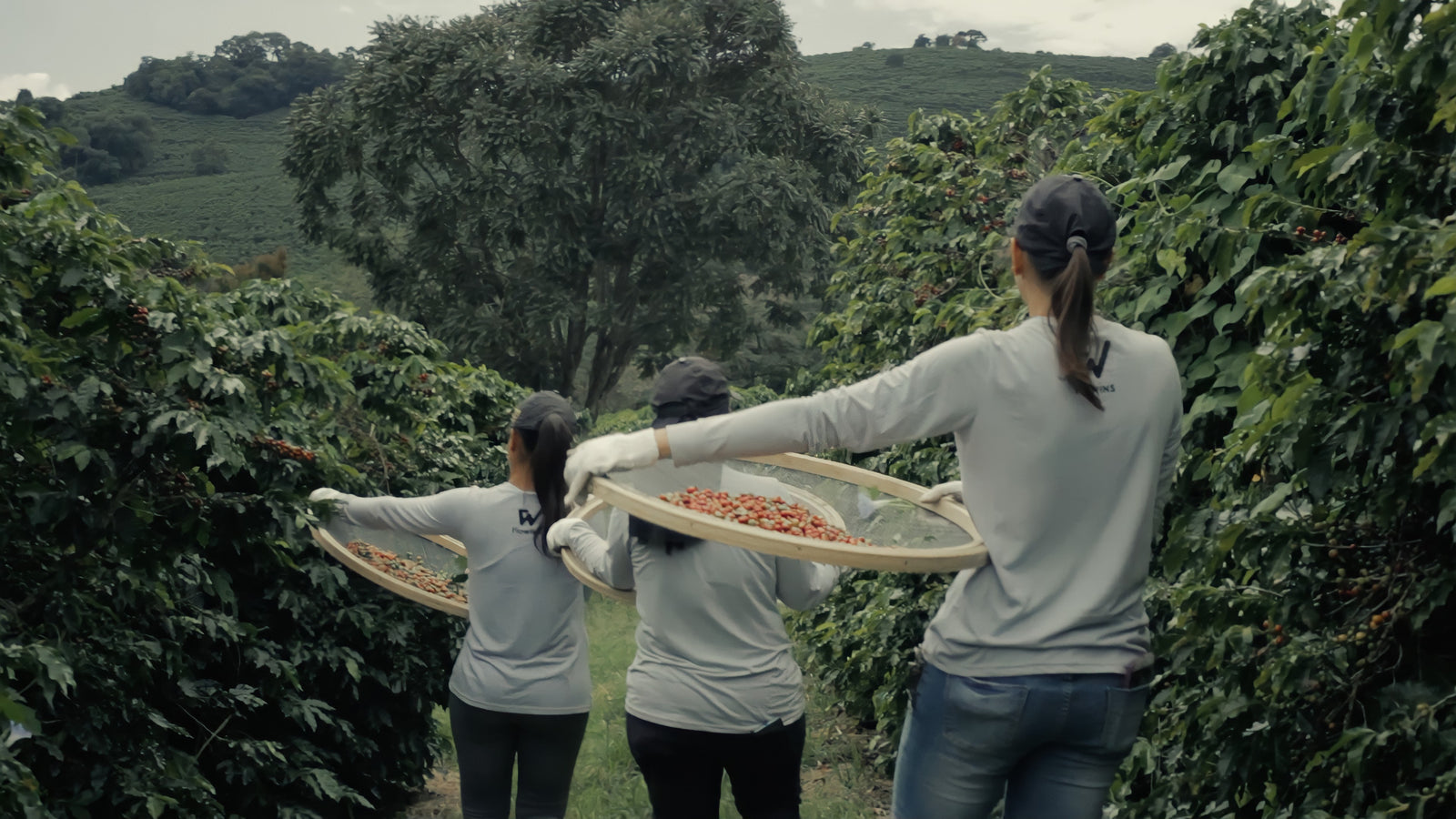 Unroasted - Brazilian Peaberry