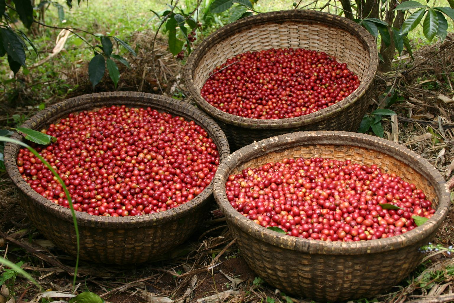Unroasted - Ethiopian Sidamo Natural GR3