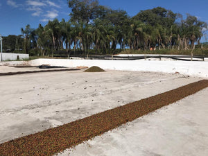 Roasted - Brazil Natural Anaerobic