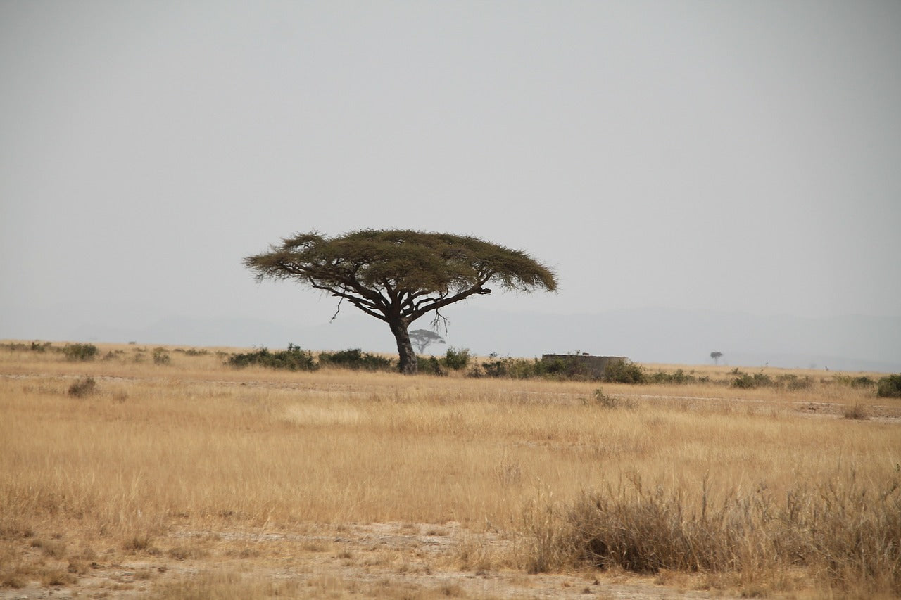 Unroasted - Kenya AB (Coffee of the Week)