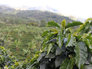 Roasted - Colombian Finca el Paraiso “Red Plum”