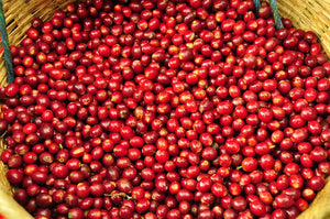 Unroasted - El Salvador Natural SHG EP