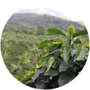 Unroasted - Colombian Excelso
