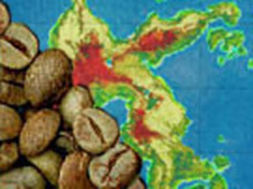 Unroasted - Sulawesi (Celebes) Kalossi GR1 (Coffee of the Week)